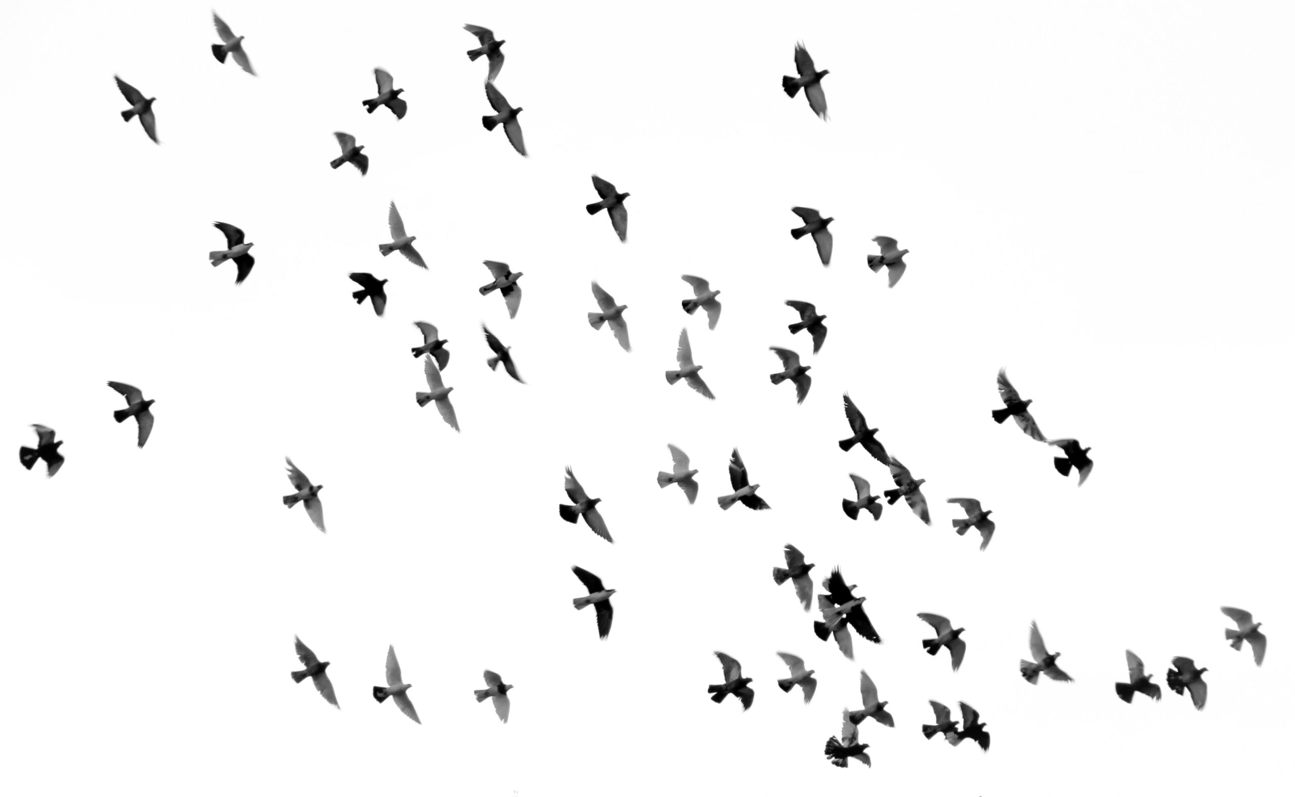 a flock of birds in the sky